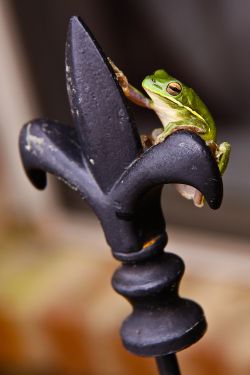 frog_di_lis